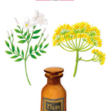 Baobab Collection - Les Exclusives - Aurem