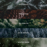 Collection of pine tree textures with labels for evergreen, fresh pine, balsam fir, blue spruce, and winter snow.