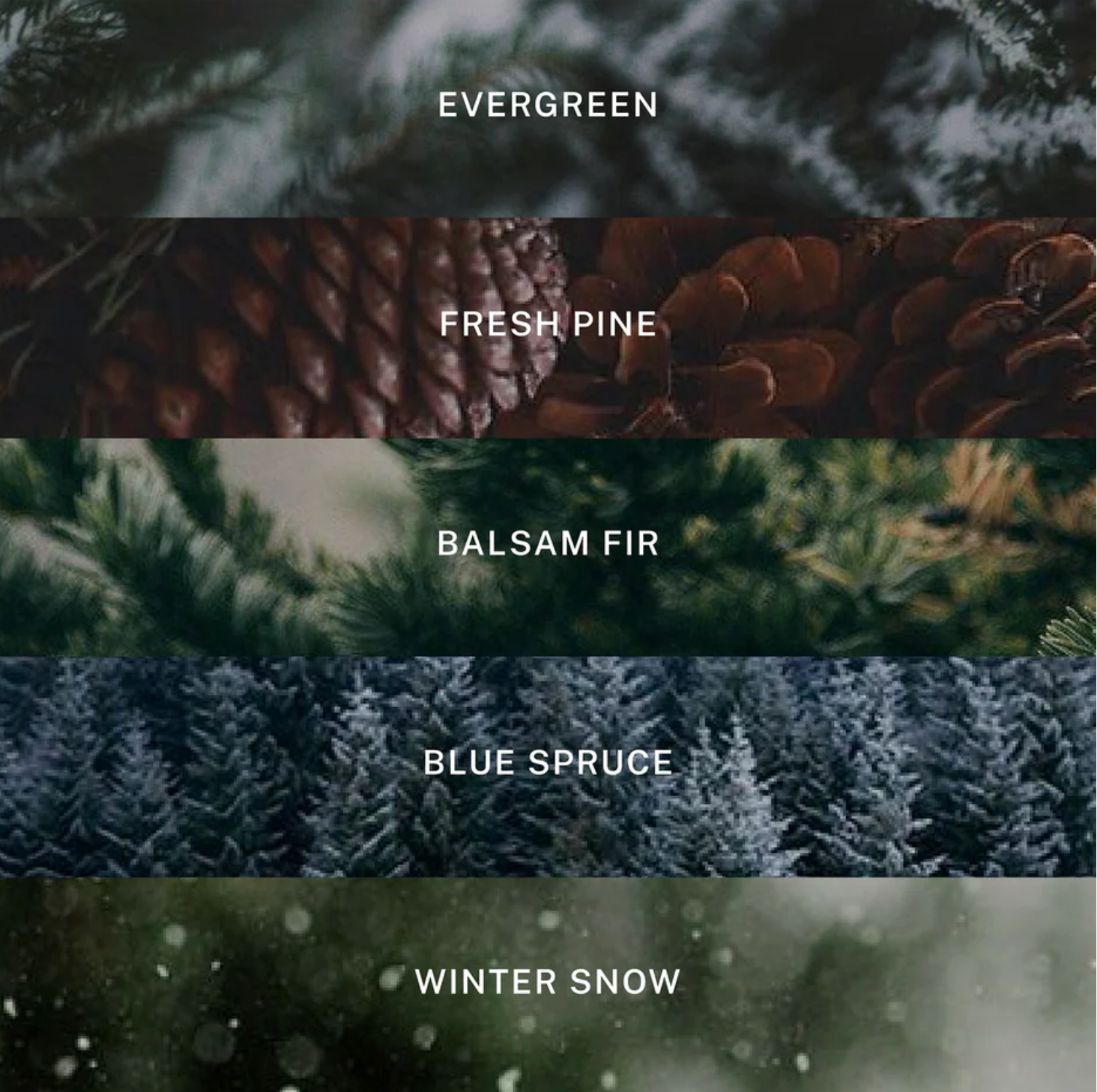 Collection of pine tree textures with labels for evergreen, fresh pine, balsam fir, blue spruce, and winter snow.