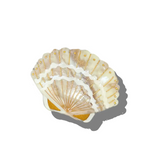 Decorative shell hair clip with gold accents on a white background
