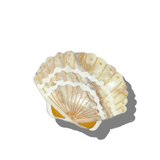 Decorative shell hair clip with gold accents on a white background