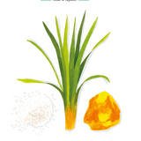 Baobab Collection - Eden Seaside Candle